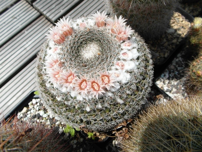 Cacti and Sukkulent in Köln, every day new flowers in the greenhouse Part 67 Bild_244