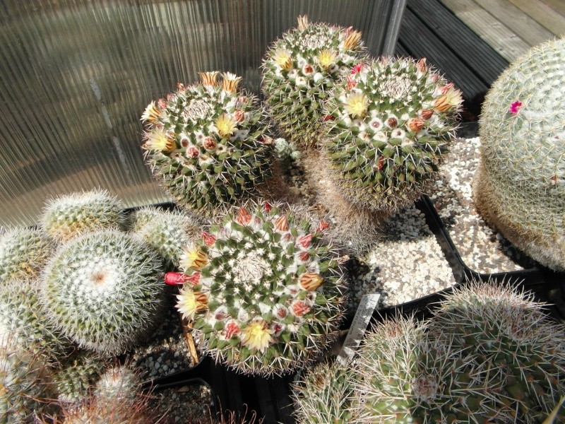 Cacti and Sukkulent in Köln, every day new flowers in the greenhouse Part 67 Bild_248