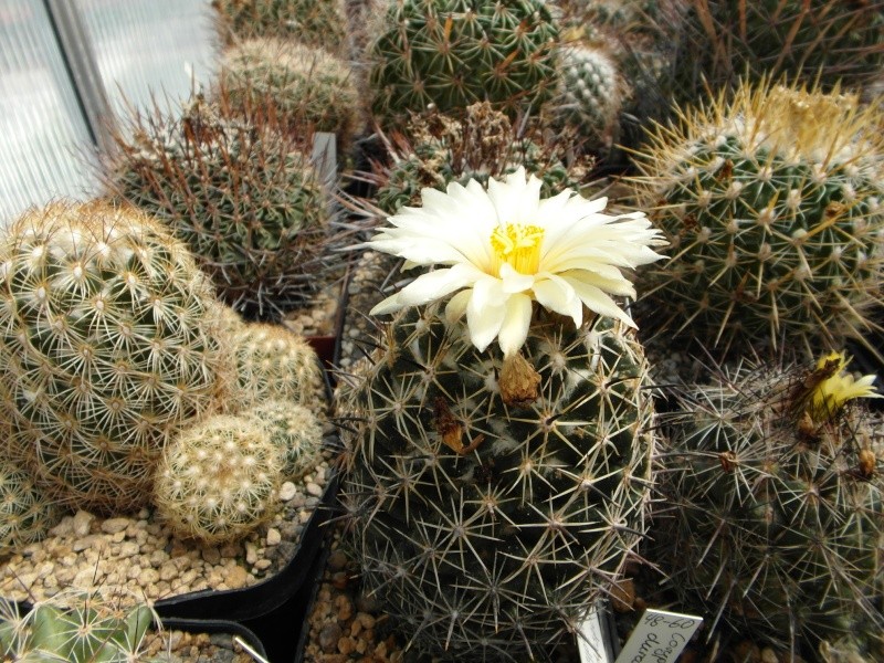 Cacti and Sukkulent in Köln, every day new flowers in the greenhouse Part 67 Bild_253