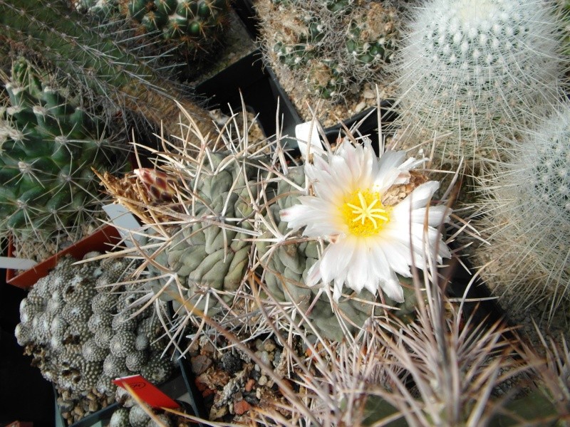 Cacti and Sukkulent in Köln, every day new flowers in the greenhouse Part 67 Bild_258