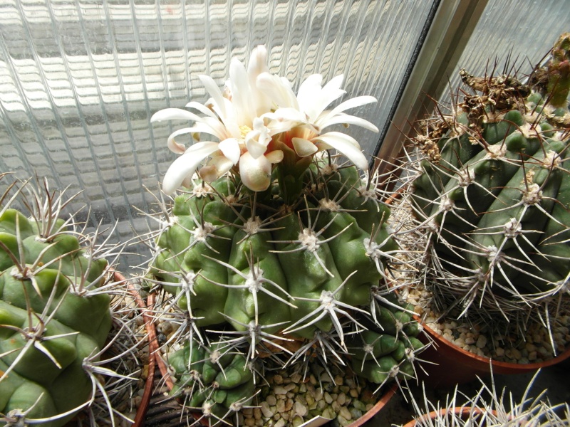 Cacti and Sukkulent in Köln, every day new flowers in the greenhouse Part 67 Bild_269