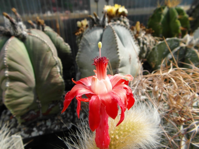 Cacti and Sukkulent in Köln, every day new flowers in the greenhouse Part 67 Bild_276