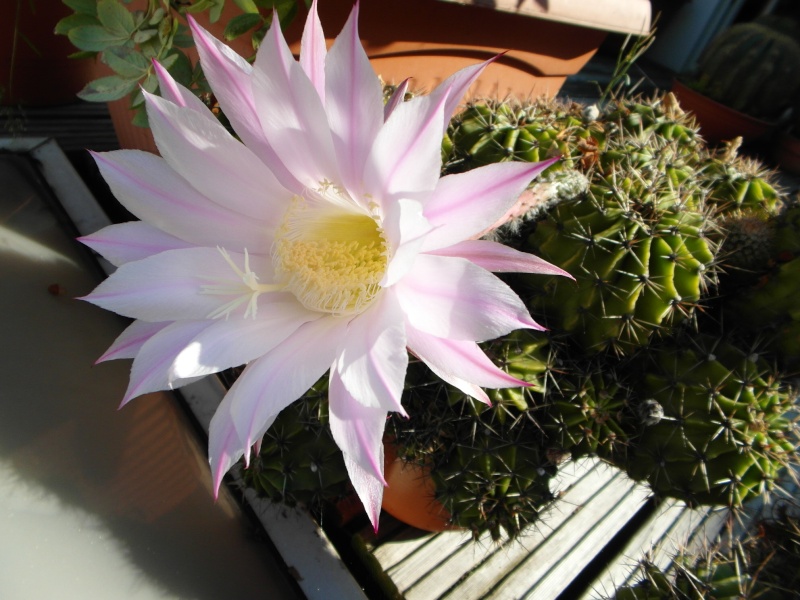 Cacti and Sukkulent in Köln, every day new flowers in the greenhouse Part 67 Bild_285