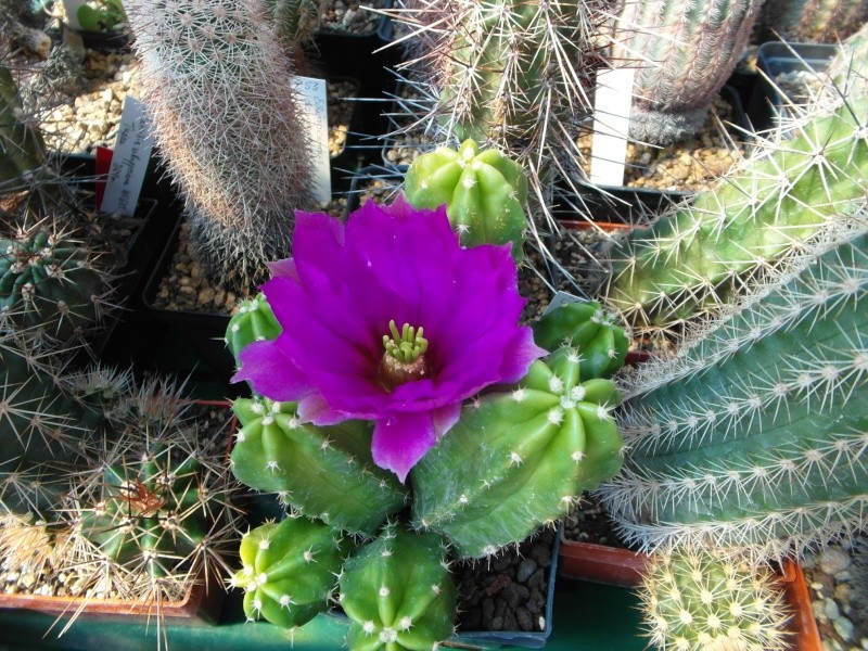 Cacti and Sukkulent in Köln, every day new flowers in the greenhouse Part 67 Bild_287