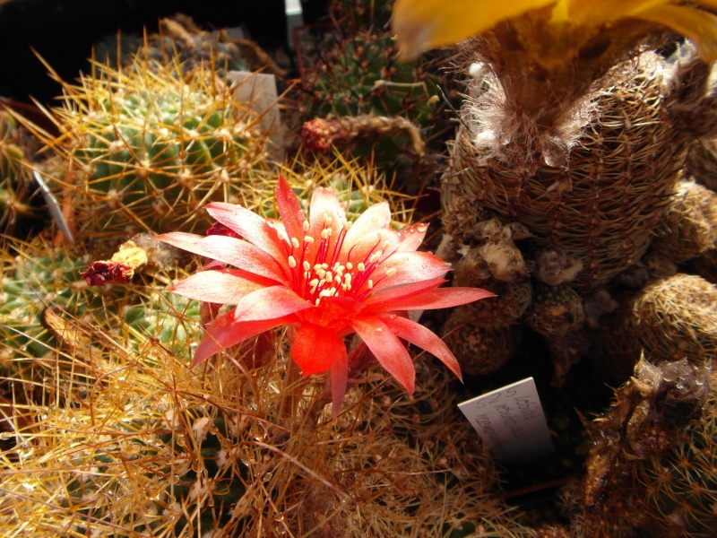 Cacti and Sukkulent in Köln, every day new flowers in the greenhouse Part 67 Bild_292