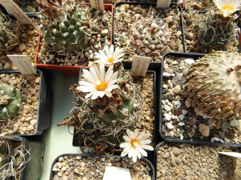 Cacti and Sukkulent in Köln, every day new flowers in the greenhouse Part 67 Bild_298