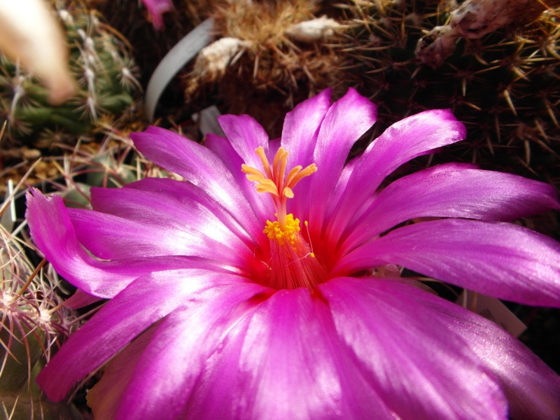 Cacti and Sukkulent in Köln, every day new flowers in the greenhouse Part 67 Bild_307