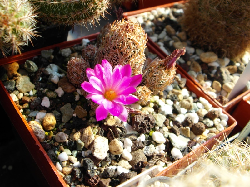 Cacti and Sukkulent in Köln, every day new flowers in the greenhouse Part 67 Bild_313