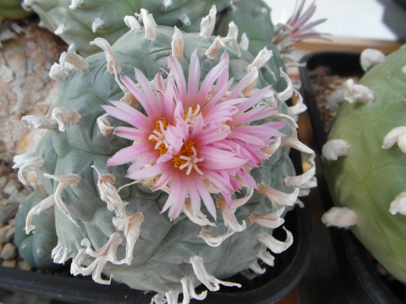 Cacti and Sukkulent in Köln, every day new flowers in the greenhouse Part 68 Bild_336