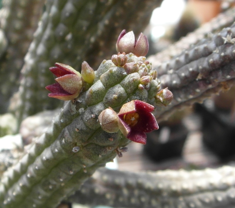 Cacti and Sukkulent in Köln, every day new flowers in the greenhouse Part 68 Bild_353