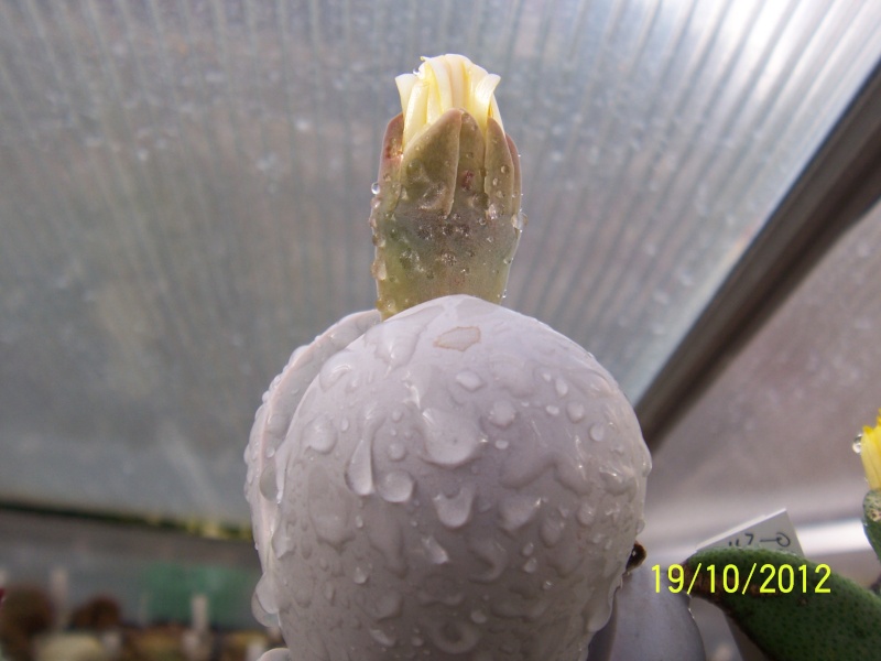 Cacti and Sukkulent in Köln, every day new flowers in the greenhouse Part 66 Bild_412