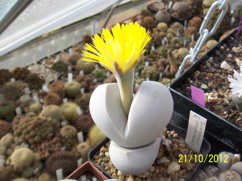 Cacti and Sukkulent in Köln, every day new flowers in the greenhouse Part 66 Bild_414