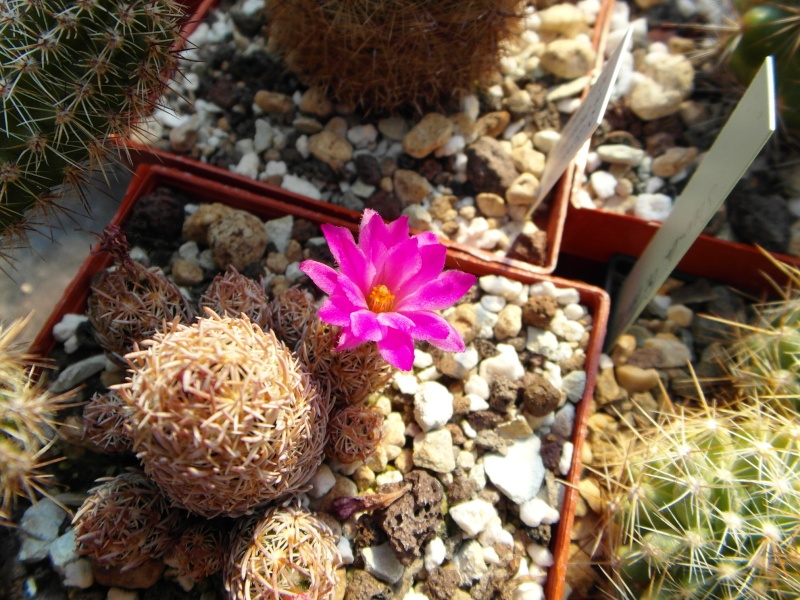 Cacti and Sukkulent in Köln, every day new flowers in the greenhouse Part 69 Bild_430