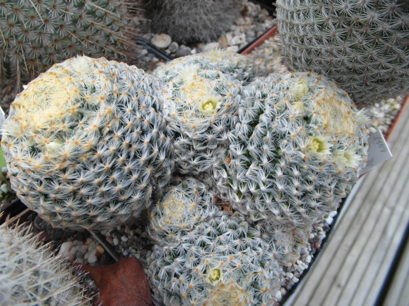 Cacti and Sukkulent in Köln, every day new flowers in the greenhouse Part 69 Bild_441