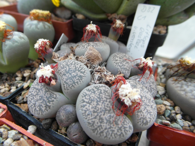 Cacti and Sukkulent in Köln, every day new flowers in the greenhouse Part 69 Bild_459