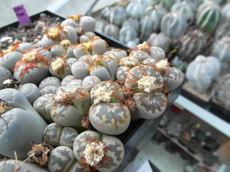 Cacti and Sukkulent in Köln, every day new flowers in the greenhouse Part 69 Bild_461