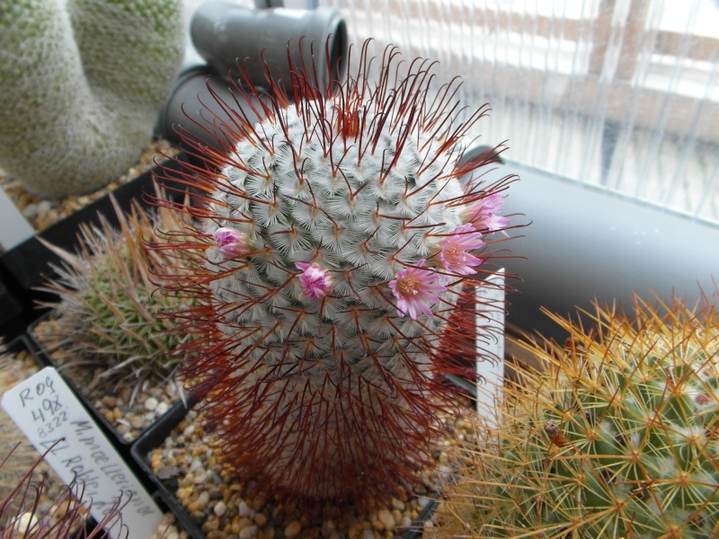 Cacti and Sukkulent in Köln, every day new flowers in the greenhouse Part 69 Bild_474