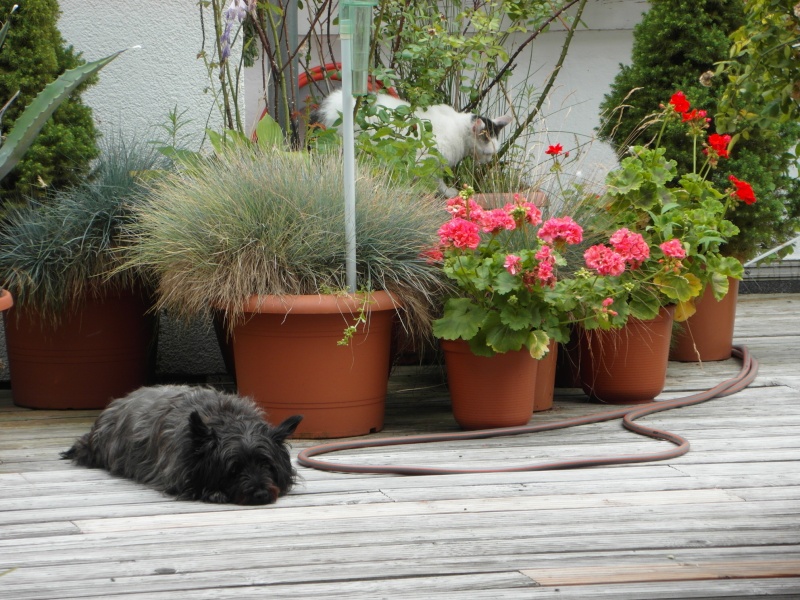 Cacti and Sukkulent in Köln, every day new flowers in the greenhouse Part 69 Bild_476