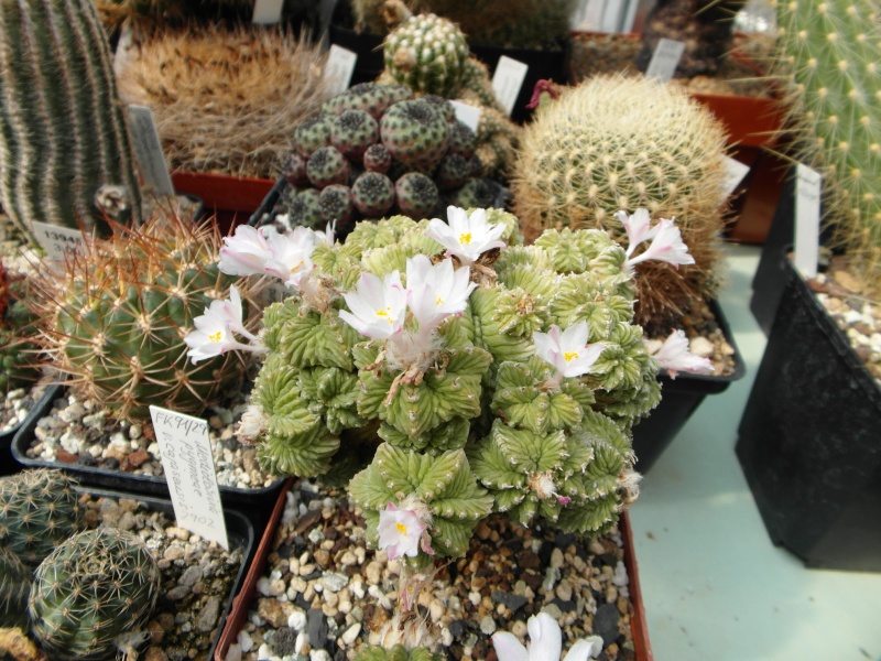 Cacti and Sukkulent in Köln, every day new flowers in the greenhouse Part 69 Bild_485