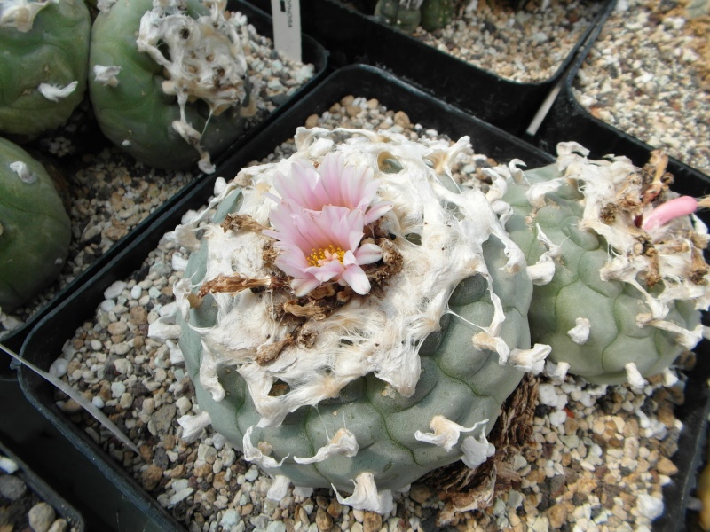 Cacti and Sukkulent in Köln, every day new flowers in the greenhouse Part 69 Bild_489