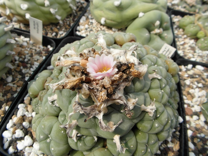 Cacti and Sukkulent in Köln, every day new flowers in the greenhouse Part 69 Bild_495