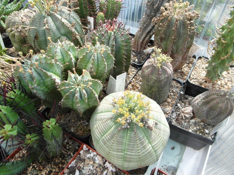 Cacti and Sukkulent in Köln, every day new flowers in the greenhouse Part 69 Bild_497
