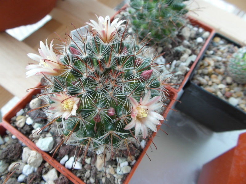 Cacti and Sukkulent in Köln, every day new flowers in the greenhouse Part 69 Bild_502