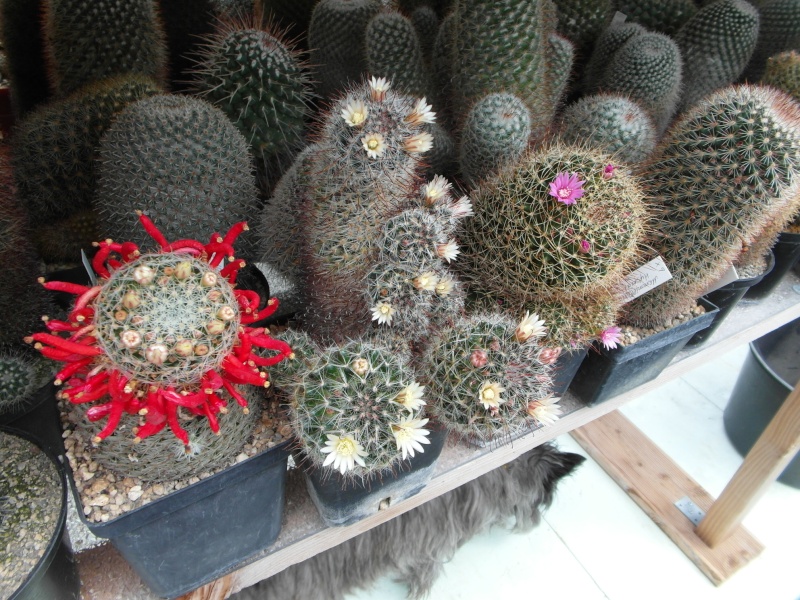 Cacti and Sukkulent in Köln, every day new flowers in the greenhouse Part 69 Bild_507