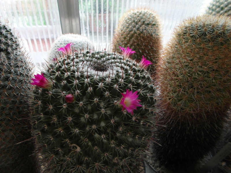 Cacti and Sukkulent in Köln, every day new flowers in the greenhouse Part 69 Bild_508