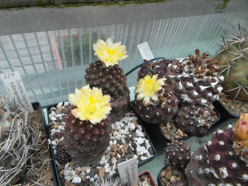 Cacti and Sukkulent in Köln, every day new flowers in the greenhouse Part 65 Bild_528