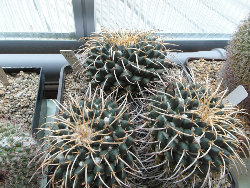 Cacti and Sukkulent in Köln, every day new flowers in the greenhouse Part 65 Bild_568