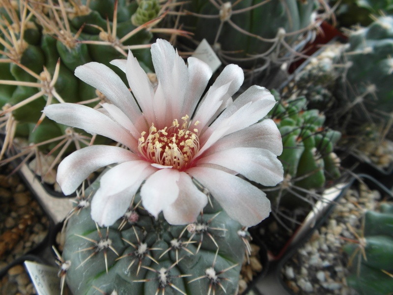 Cacti and Sukkulent in Köln, every day new flowers in the greenhouse Part 66 Bild_598