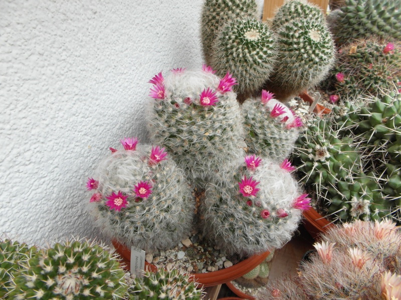 Cacti and Sukkulent in Köln, every day new flowers in the greenhouse Part 70 Bild_607