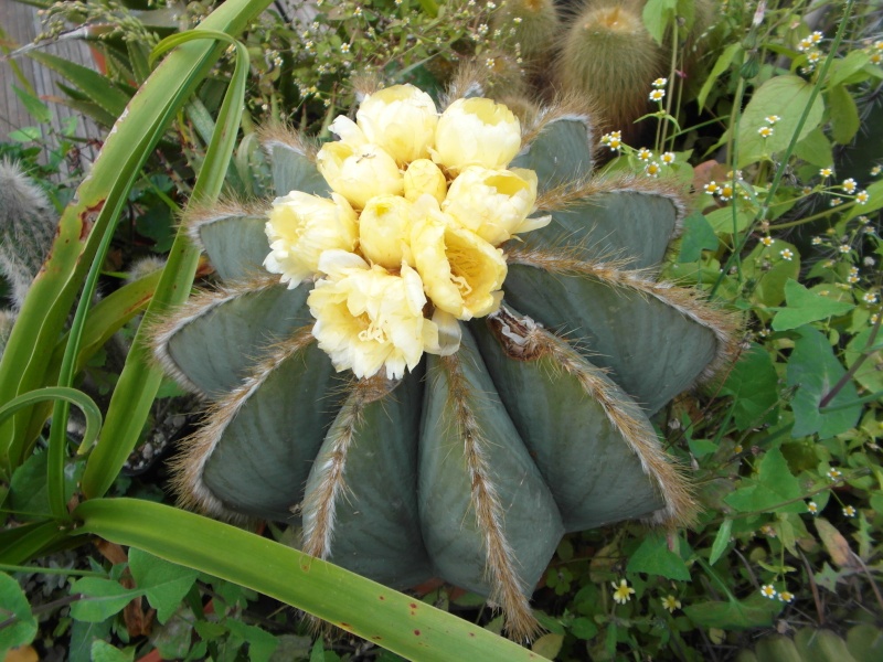 Cacti and Sukkulent in Köln, every day new flowers in the greenhouse Part 64 Bild_629