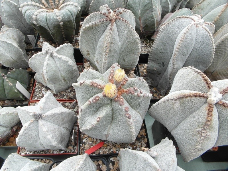 Cacti and Sukkulent in Köln, every day new flowers in the greenhouse Part 64 Bild_651