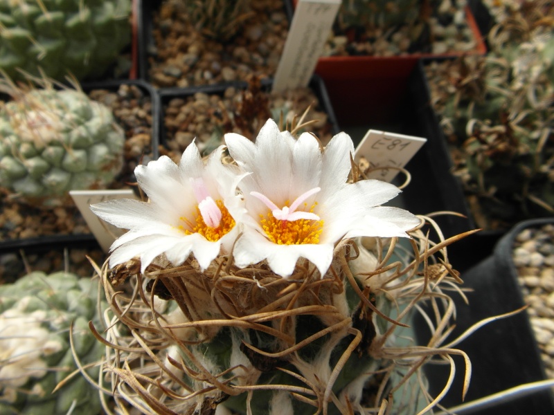 Cacti and Sukkulent in Köln, every day new flowers in the greenhouse Part 65 Bild_664