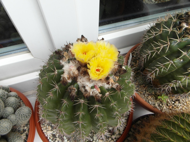 Cacti and Sukkulent in Köln, every day new flowers in the greenhouse Part 70 Bild_700