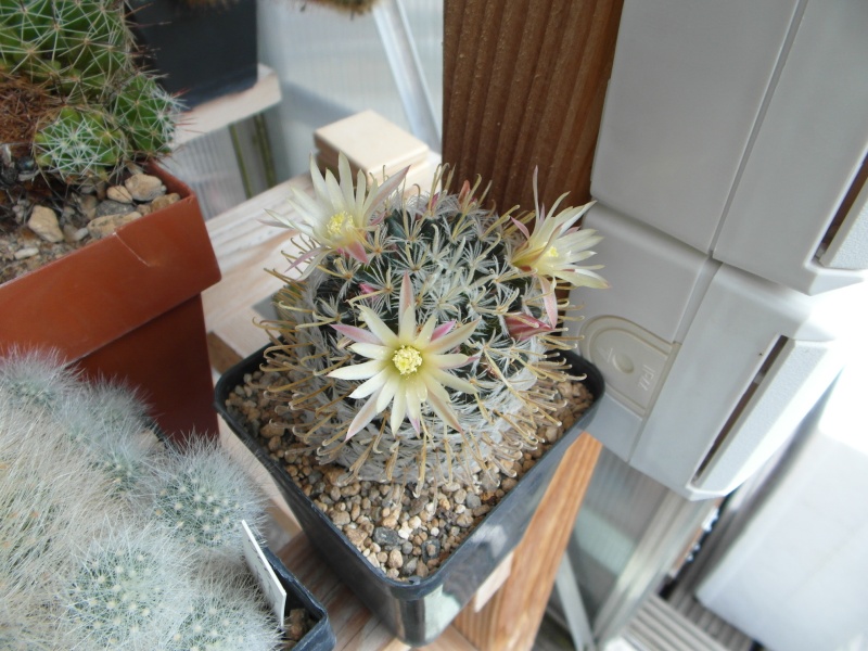 Cacti and Sukkulent in Köln, every day new flowers in the greenhouse Part 70 Bild_724