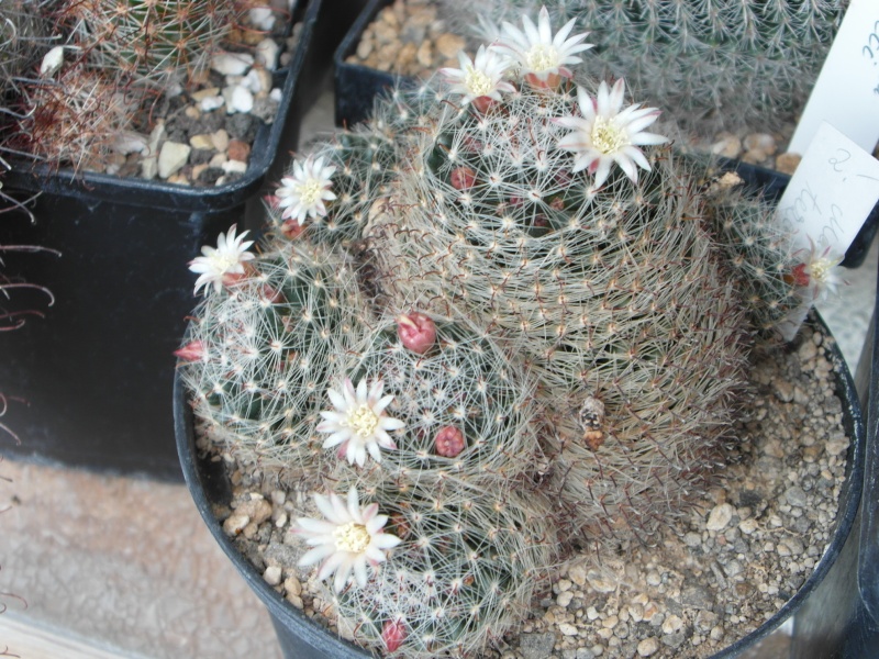 Cacti and Sukkulent in Köln, every day new flowers in the greenhouse Part 70 Bild_727