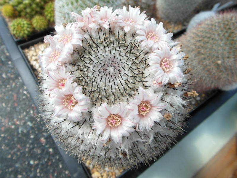 Cacti and Sukkulent in Köln, every day new flowers in the greenhouse Part 70 Bild_741