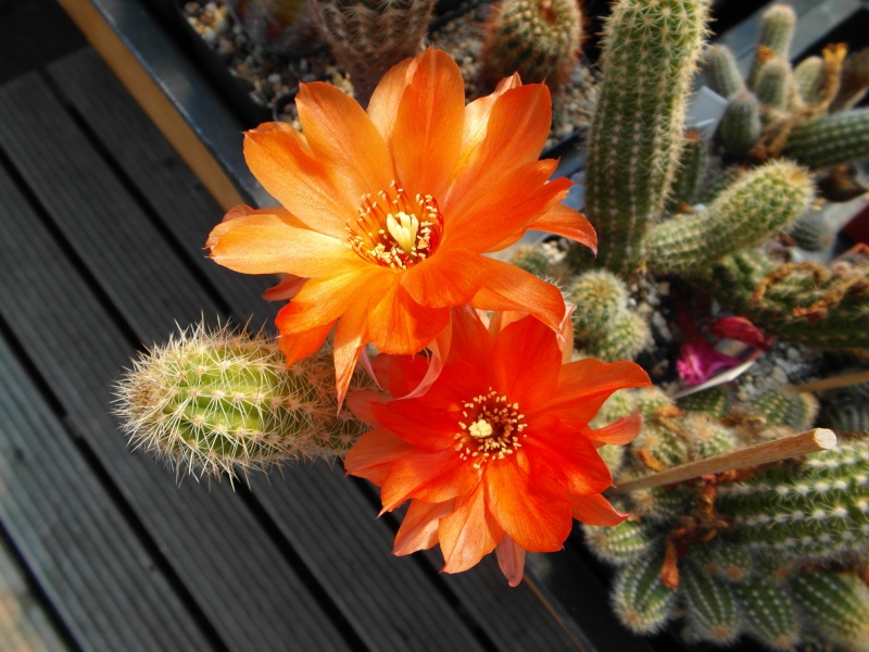 Cacti and Sukkulent in Köln, every day new flowers in the greenhouse Part 70 Bild_765