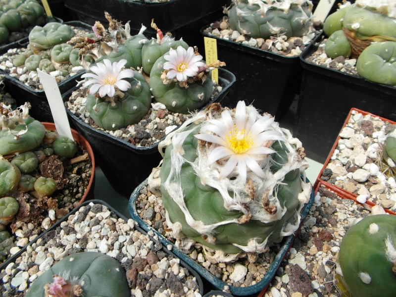 Cacti and Sukkulent in Köln, every day new flowers in the greenhouse Part 70 Bild_767