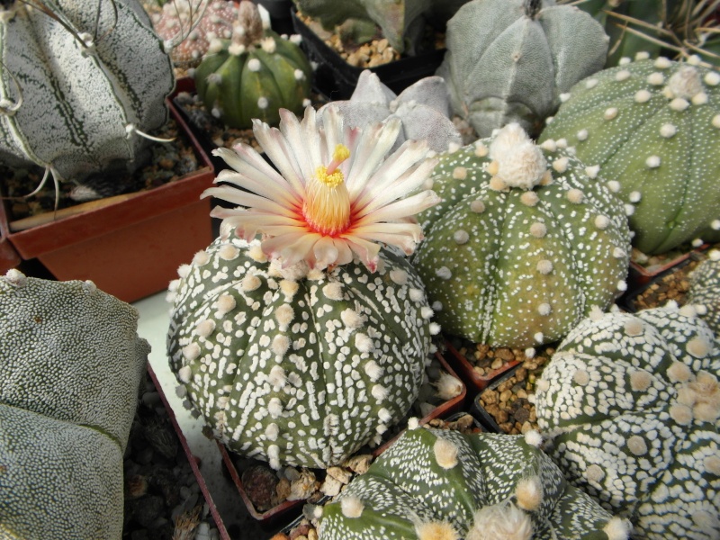 Cacti and Sukkulent in Köln, every day new flowers in the greenhouse Part 70 Bild_786