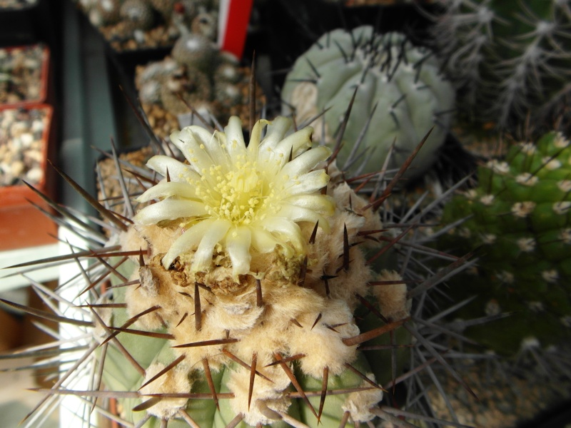Cacti and Sukkulent in Köln, every day new flowers in the greenhouse Part 71 Bild_802