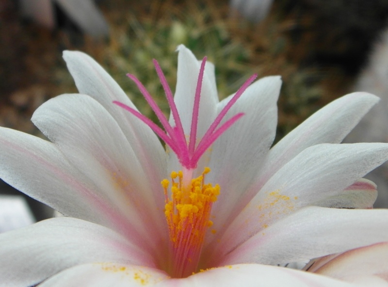 Cacti and Sukkulent in Köln, every day new flowers in the greenhouse Part 72 Bild_959