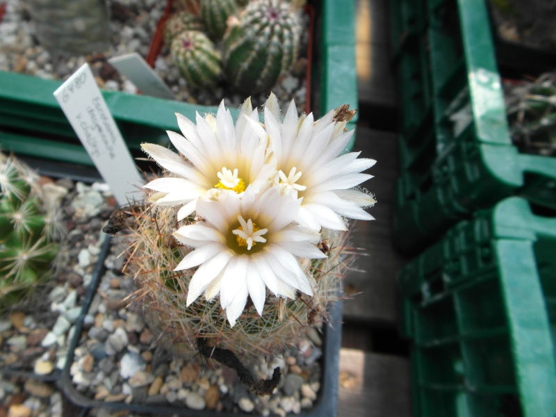 Cacti and Sukkulent in Köln, every day new flowers in the greenhouse Part 73 Bild_977