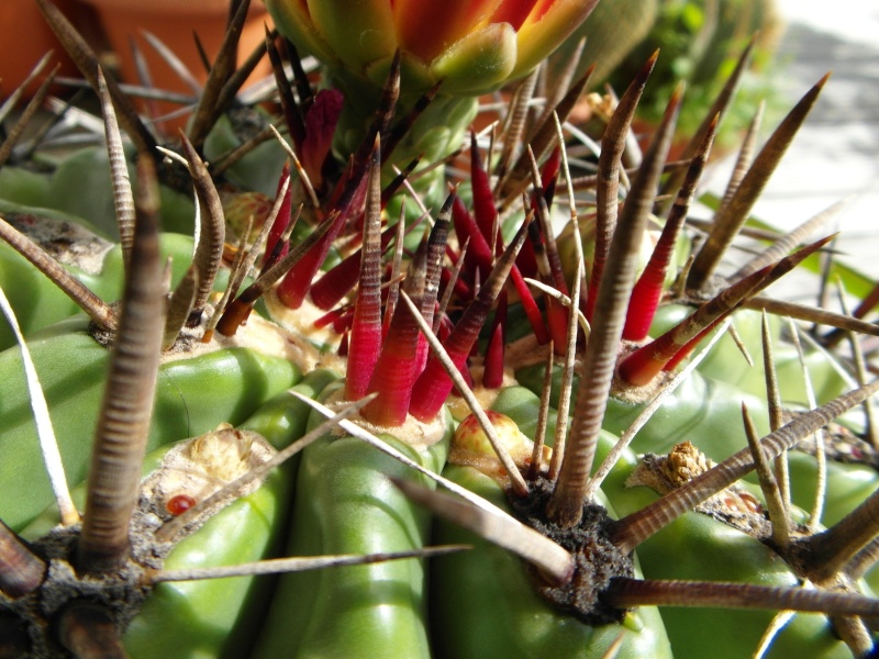 Cacti and Sukkulent in Köln, every day new flowers in the greenhouse Part 73 Bild_996