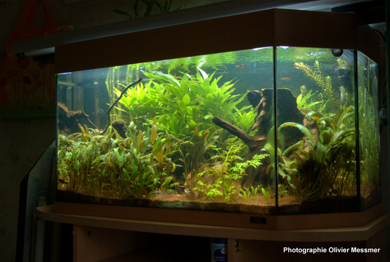 Juwel Panorama 100 - biotope Asiatique Imgp6017
