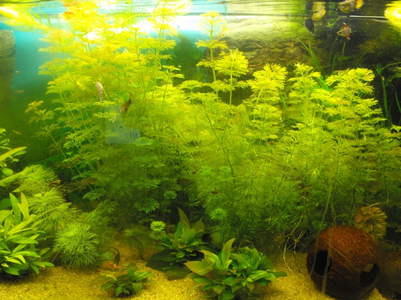 L'aquarium de gomorck Dscf8826