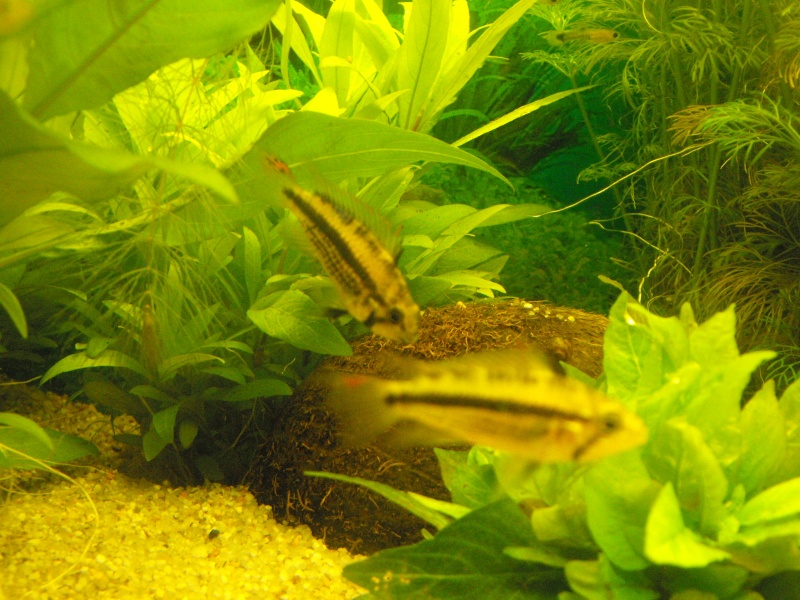 News : condition de repro apisto cacatuoides ? Dscf8830